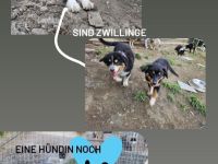 Australian shepherds zuverkaufen