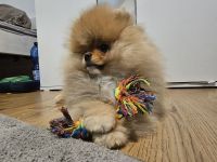 Pomeranian zwergspitz Welpe
