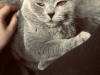 Wunderschöner BKH Zuchtkater mit Traumcharkter!