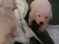 Pyrenäenberghund Welpen