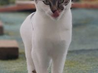 kleines zartes Katzenmädchen 18 Monate sucht dringend eigenes Zuhause