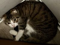 BKH mix sucht dringend neues zuhause