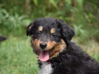 Australien Shepard/Bordercollie Mix Welpe