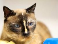 Lluna, Einzelprinzessin, FIV positiv