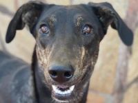 Nyota, geb. ca. 09/2023, lebt in GRIECHENLAND, im städt. Tierheim Serres