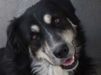 Jilly, geb. ca. 03/2023, lebt in GRIECHENLAND, im städt. Tierheim Serres