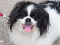 Pincsi, kleiner, süßer, freundlicher Pekingese Rüde sucht ein schönes Zuhause, 2 Jahr alt, kastriert