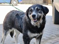 Tina wünscht sich ein Zuhause!