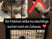 Shiba inu Pinscher mix Welpen