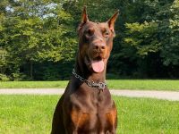Dobermann Deckrüde von schwarze Kraft Zucht