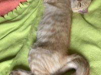 Mein kleines Katzenbaby sucht ein neues Zuhause