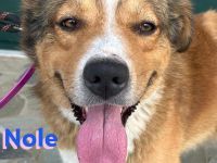 Nole, 01/22  - Goldschatz sucht Familie