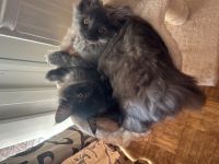 Maine coon kitten