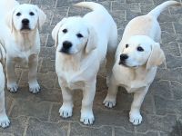 Wunderschöne Labradorwelpen