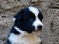Border Collie Welpen