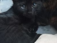 Katzenkinder suchen ein Zuhause