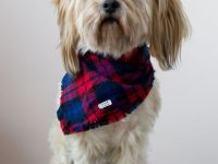 Reinrassiger Havaneser Rüde sucht Hündin… (Deckrüde)