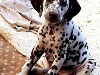 Zuckersüße Dalmatiner Welpen