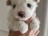 Malteser-Welpenrüde sucht ein liebevolles Zuhause!