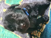 Riesenschnauzerwelpen