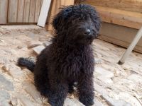 Herzliches Puli-Mädchen (Ur-Pudel) - unkompliziert, robust, vital, intelligent (Kleinpudel)