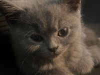 BKH Kitten abzugeben