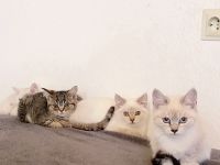 Bkh reinrassige Katzen/Kater/Kitten