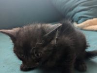 2 kleine katzendamen suchen neues Zuhause