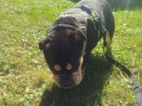 Lotte Englische Bulldoge