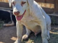 Bom, Bim und Bum (3 aufgeschlossene Hunde) suchen ein Zuhause in Deutschland