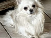 Biete Chihuahua Deckrüde