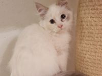 Ein Sibirisches Kitten in der Variante Neva Masquarade - Mädchen