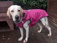 Liebevolle Hunde Dame Nala, sucht ein neues Zuhause