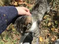 Junger freundlicher zahmer Kater