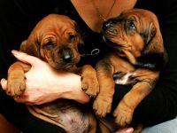 Tosa inu - reinrassige Welpen