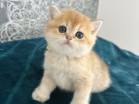 Wunderschöne BKH Kätzchen in Farbe Golden Chinchilla