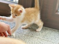 Fünf süße Kätzchen suchen ein neuen Besitzer.