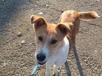 LUCKY LUKE sucht ein liebes Zuhause