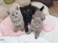 BKH/ BLH Kitten Katze Baby - geboren am 29.07.2024