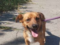 PUMPKIN - kleiner Rüde, große Power