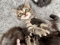 2 Kitten Norweger 1 Junge 1 Mädchen