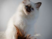 Birma Kätzchen / Kitten mit Stammbaum