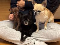 MiniChihuahua Weibchen