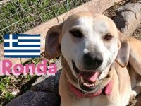 Ronda, 03/17 - sanfte Seele sucht liebevolles Zuhause