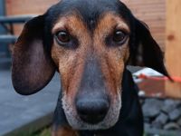 Glory, geb. ca.04/2021, lebt auf einer Pflegestelle in 53639 Königswinter