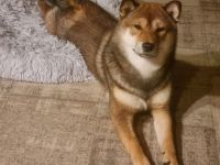 Schiba-Inu Deckrüde