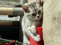 Britisch Kurzhaar, Kitten