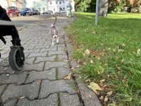 Chihuahua Hündin 4 Monate sucht 🏠