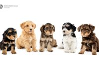 Schnoodle Minidoodle Zwergpudel/Zwergschnauzer x American Zwergschnauzer Mini Doodle