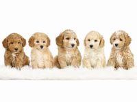 Schnoodle Minidoodle Zwergpudel/Zwergschnauzer x American Zwergschnauzer Mini Doodle